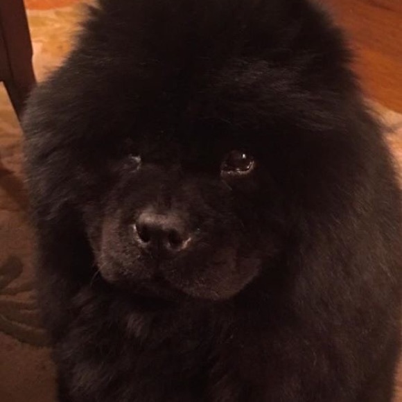 Meet your Posher, Ani - Picture 1 of 2